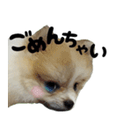 ポメラニアン まめぞう日記②（個別スタンプ：32）