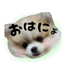 ポメラニアン まめぞう日記②（個別スタンプ：33）