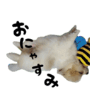 ポメラニアン まめぞう日記②（個別スタンプ：34）
