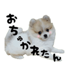 ポメラニアン まめぞう日記②（個別スタンプ：35）