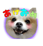 ポメラニアン まめぞう日記②（個別スタンプ：37）