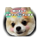ポメラニアン まめぞう日記②（個別スタンプ：39）
