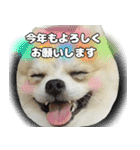 ポメラニアン まめぞう日記②（個別スタンプ：40）