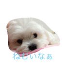 まるチワワのアン  2（個別スタンプ：3）