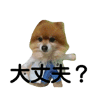 コスプレドッグ（個別スタンプ：13）