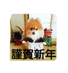 コスプレドッグ（個別スタンプ：20）