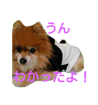 コスプレドッグ（個別スタンプ：23）