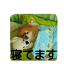 コスプレドッグ（個別スタンプ：30）