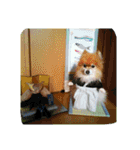 コスプレドッグ（個別スタンプ：34）