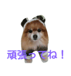 コスプレドッグ（個別スタンプ：37）