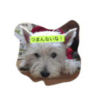 にこジェニミラン（個別スタンプ：6）