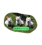 にこジェニミラン（個別スタンプ：8）