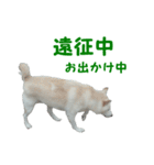 柴犬ちろ「野球」（個別スタンプ：9）