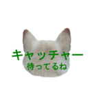 柴犬ちろ「野球」（個別スタンプ：12）