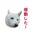 柴犬ちろ「野球」（個別スタンプ：23）