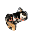 柴犬小春（個別スタンプ：1）