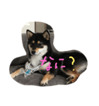 柴犬小春（個別スタンプ：2）
