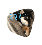 柴犬小春（個別スタンプ：3）