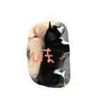 柴犬小春（個別スタンプ：4）