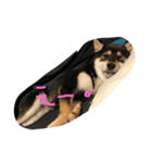 柴犬小春（個別スタンプ：6）