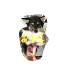 柴犬小春（個別スタンプ：7）
