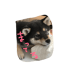 柴犬小春（個別スタンプ：8）