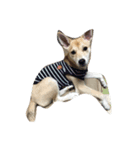 愛犬スタンプ。（個別スタンプ：1）