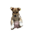 愛犬スタンプ。（個別スタンプ：3）