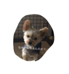 Yorkshire terrierpero（個別スタンプ：2）