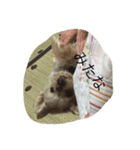 Yorkshire terrierpero（個別スタンプ：3）