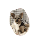 Yorkshire terrierpero（個別スタンプ：4）