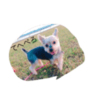 Yorkshire terrierpero（個別スタンプ：6）