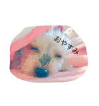 Yorkshire terrierpero（個別スタンプ：7）