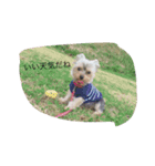 Yorkshire terrierpero（個別スタンプ：8）