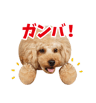 トイプードル❤︎ノア vol.2（個別スタンプ：1）