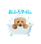 トイプードル❤︎ノア vol.2（個別スタンプ：4）