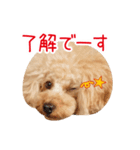 トイプードル❤︎ノア vol.2（個別スタンプ：5）