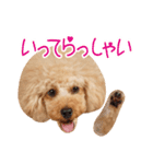 トイプードル❤︎ノア vol.2（個別スタンプ：6）