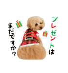 トイプードル❤︎ノア vol.2（個別スタンプ：12）