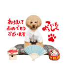 トイプードル❤︎ノア vol.2（個別スタンプ：14）