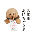 トイプードル❤︎ノア vol.2（個別スタンプ：16）