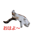 日常で使えそうなスタンプ（個別スタンプ：11）