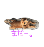 ひめちゃんん（個別スタンプ：5）