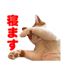 ネコのニコ（個別スタンプ：2）