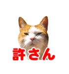 ネコのニコ（個別スタンプ：3）