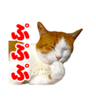 ネコのニコ（個別スタンプ：4）