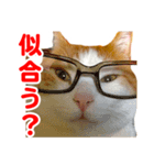ネコのニコ（個別スタンプ：5）