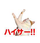 ネコのニコ（個別スタンプ：6）