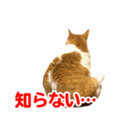 ネコのニコ（個別スタンプ：7）