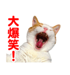 ネコのニコ（個別スタンプ：8）